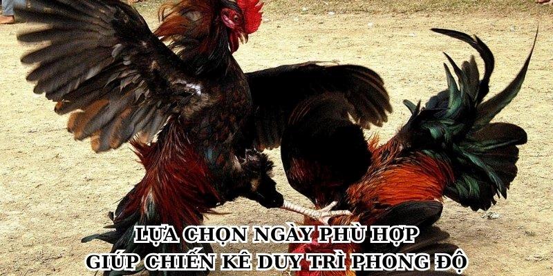 Lựa chọn ngày phù hợp giúp chiến kê duy trì phong độ