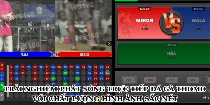 Trải nghiệm phát sóng trực tiếp đá gà Thomo với chất lượng hình ảnh sắc nét