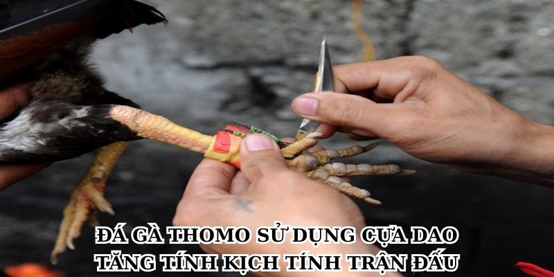 Đá gà Thomo sử dụng cựa dao tăng tính kịch tính trận đấu