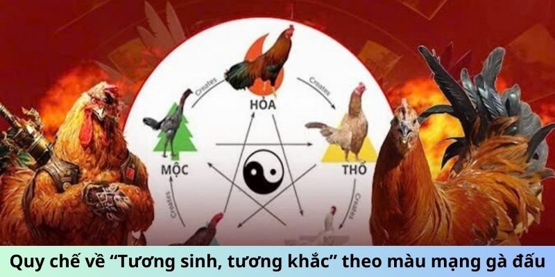 Quy chế về “Tương sinh, tương khắc” theo màu mạng gà đấu